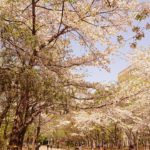 中島公園の桜を見に行った