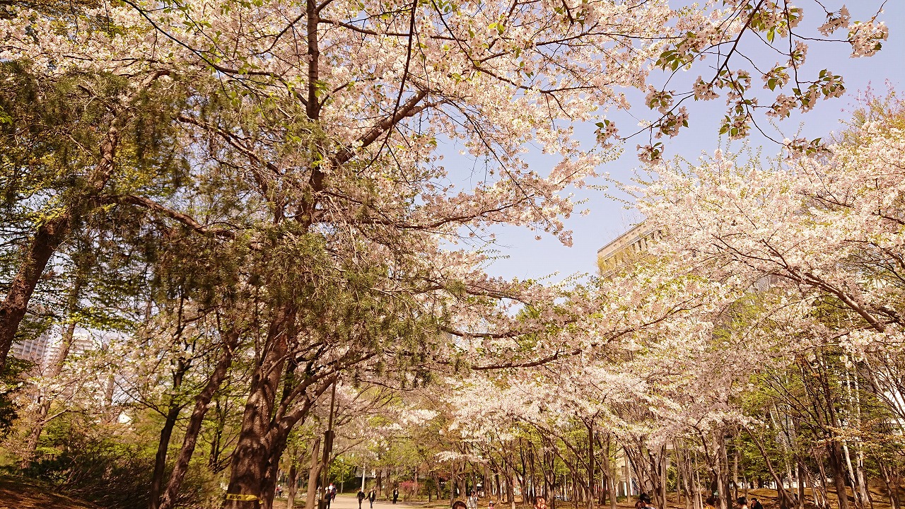 中島公園の桜を見に行った